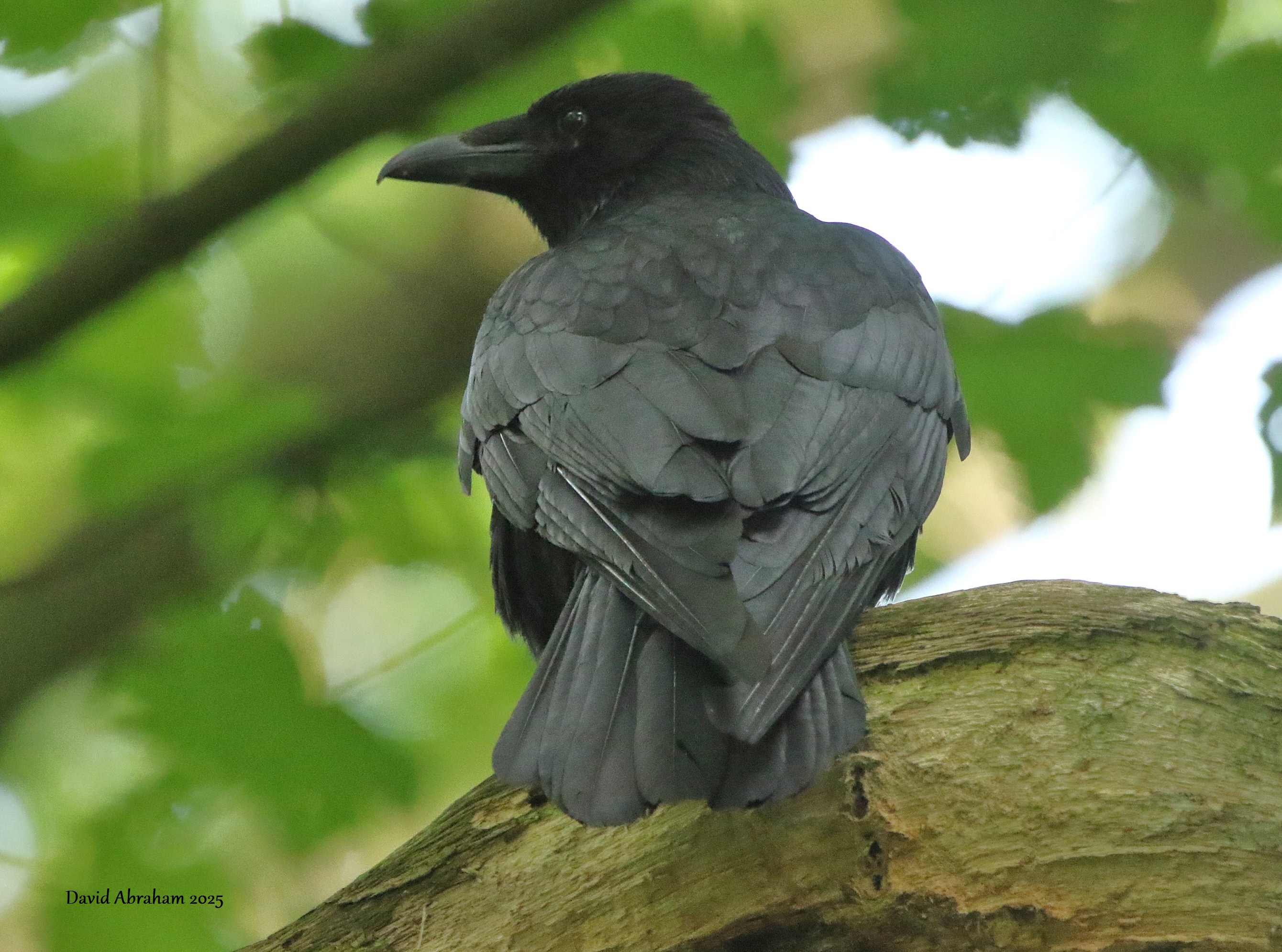 Carrion Crow 