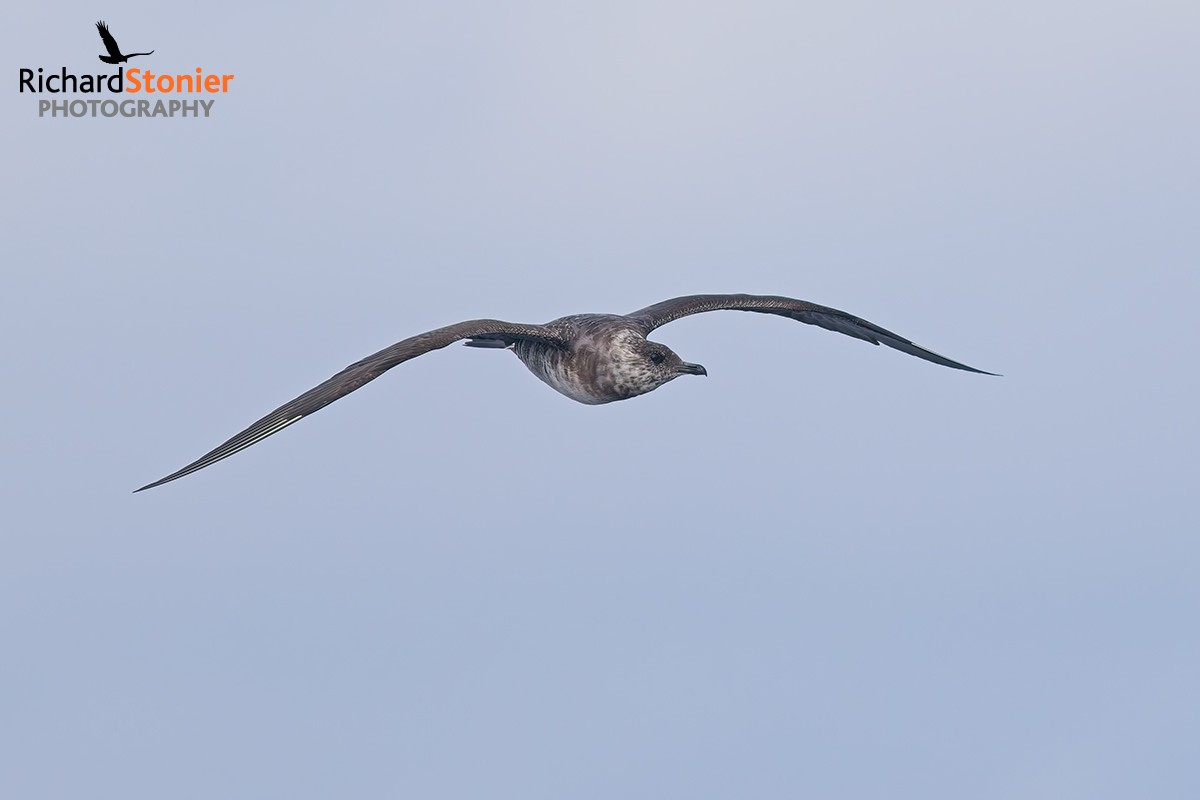 Arctic Skua