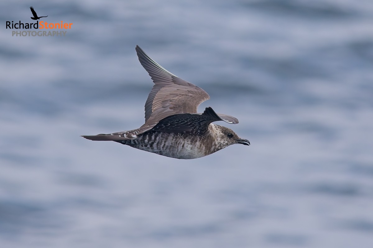 Arctic Skua