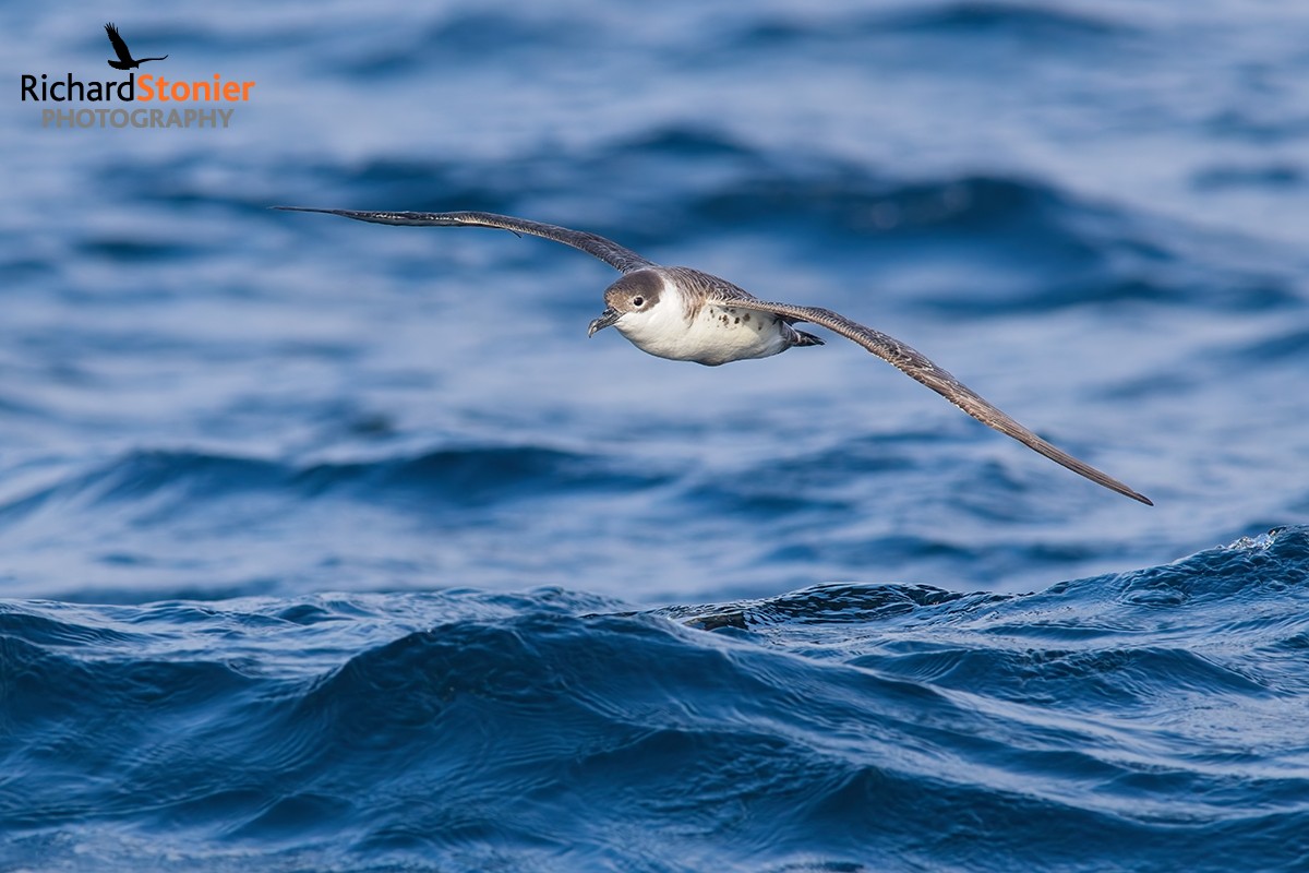 Great Shearwater