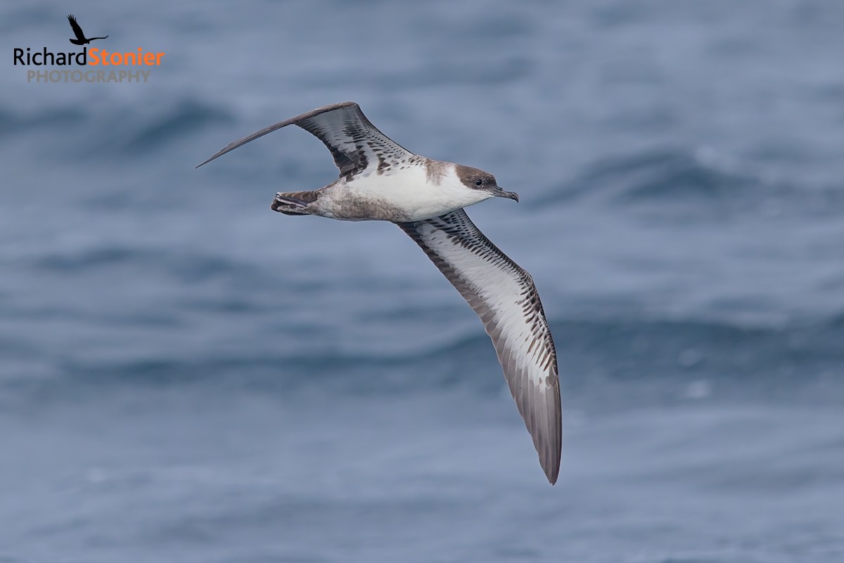 Great Shearwater