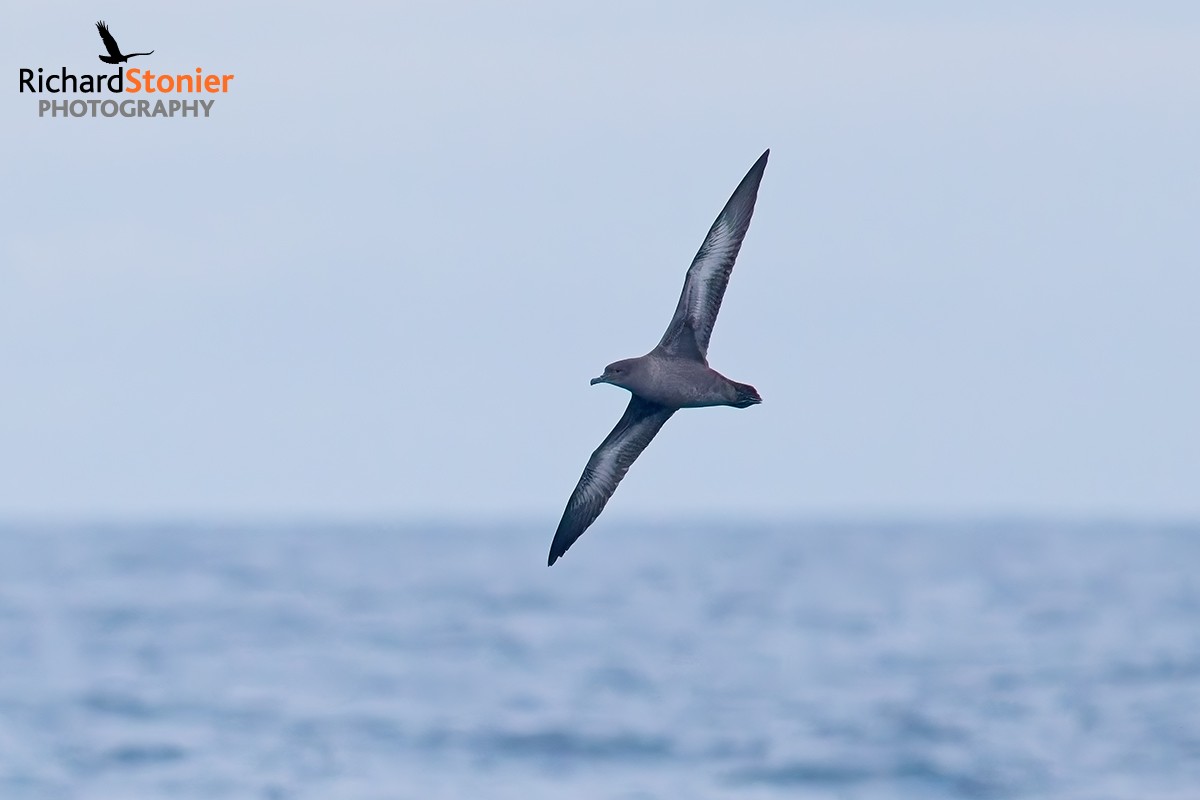Sooty Shearwater