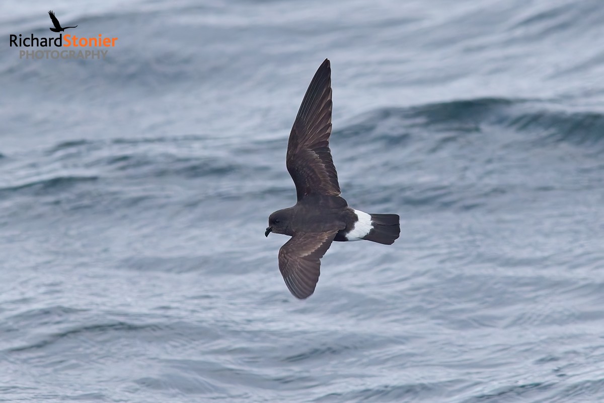 Storm Petrel