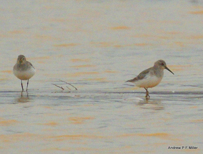 Dunlin