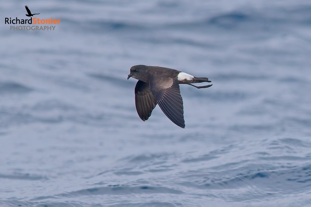 Wilson's Petrel