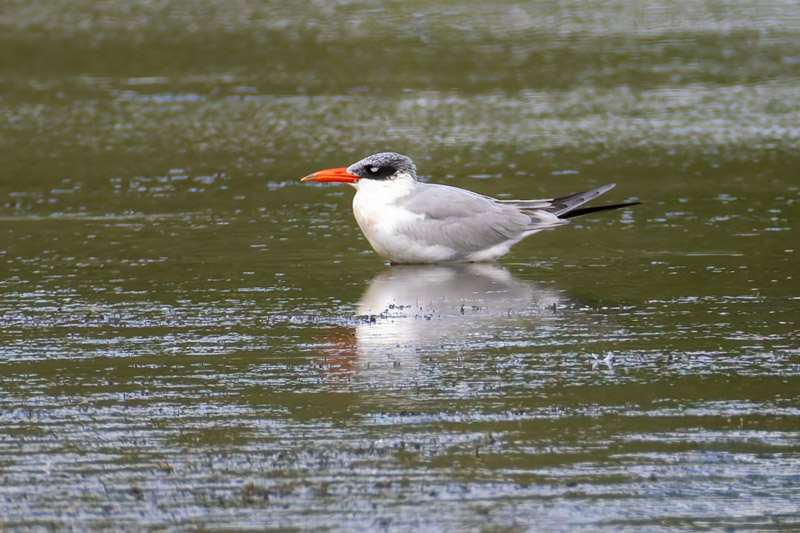 Caspian Tern