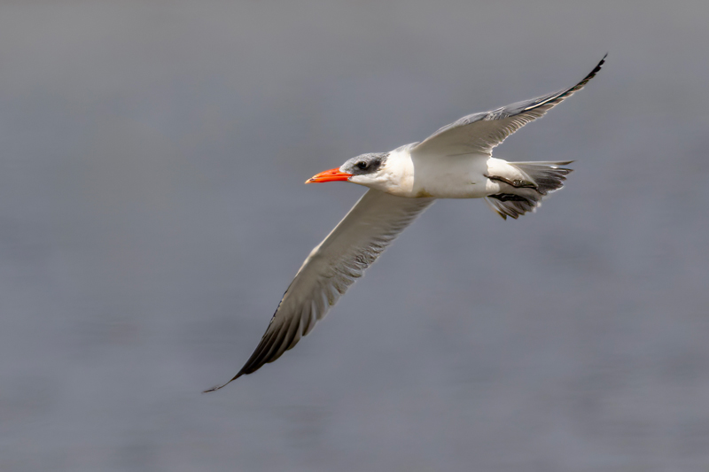 Caspian Tern