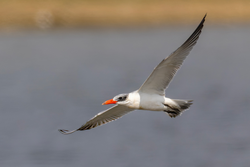 Caspian Tern