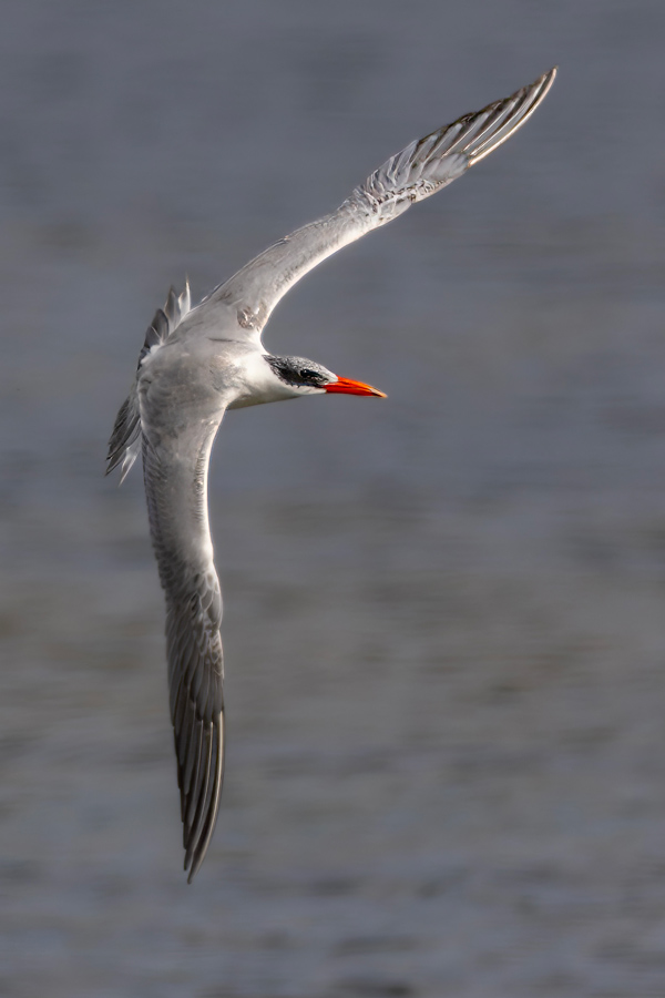 Caspian Tern