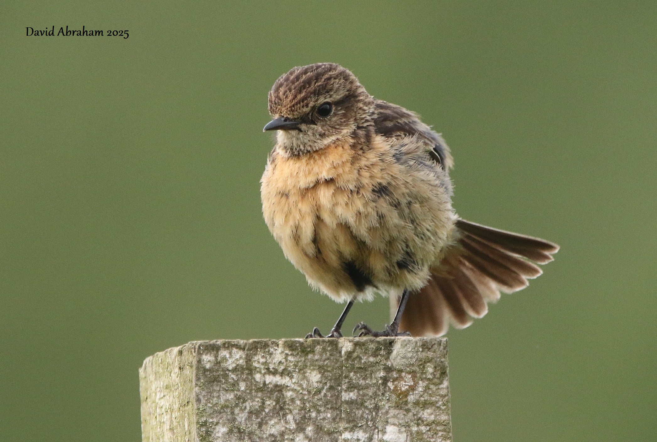 Stonechat 