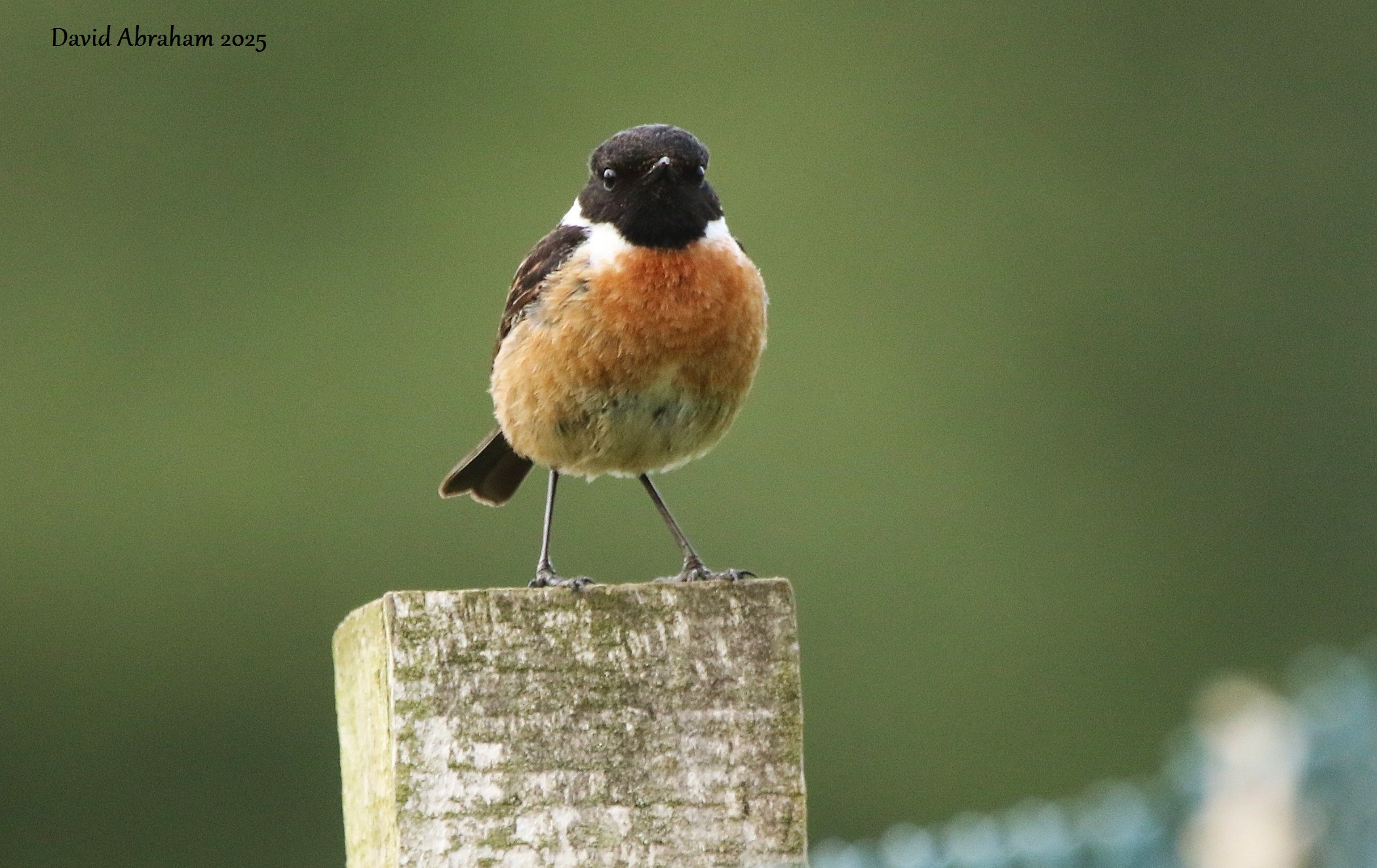 Stonechat 