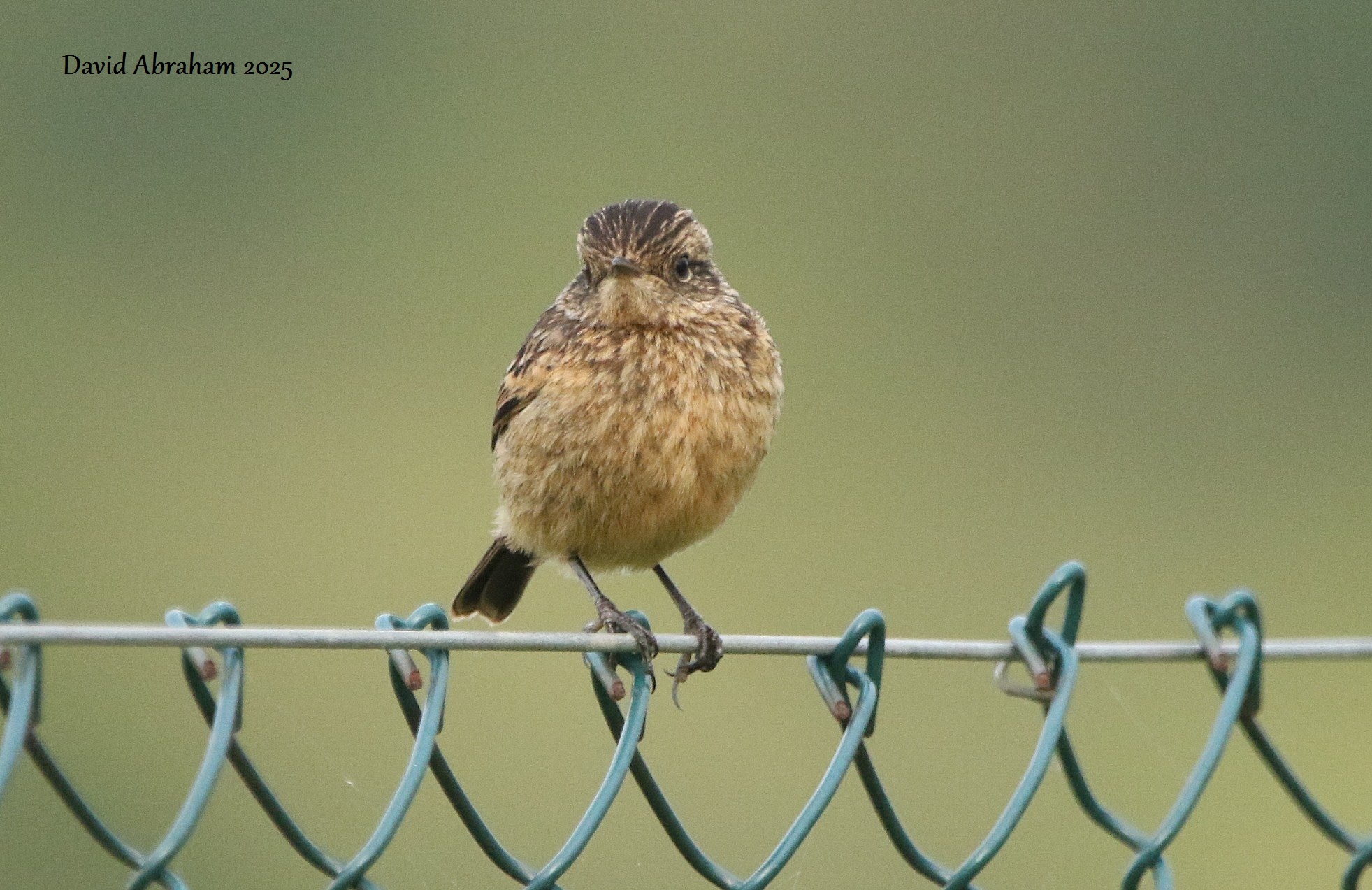 Stonechat 