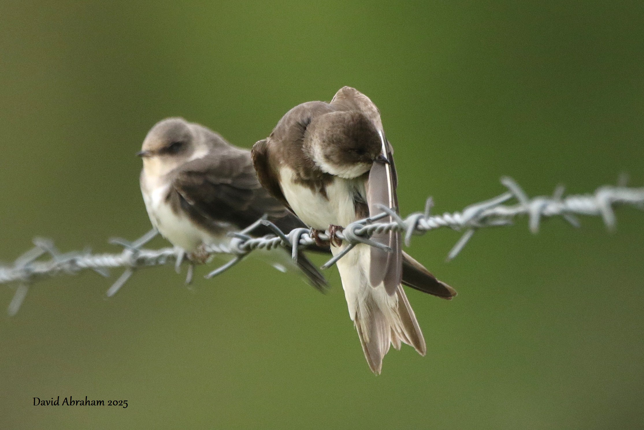 Sand Martin 