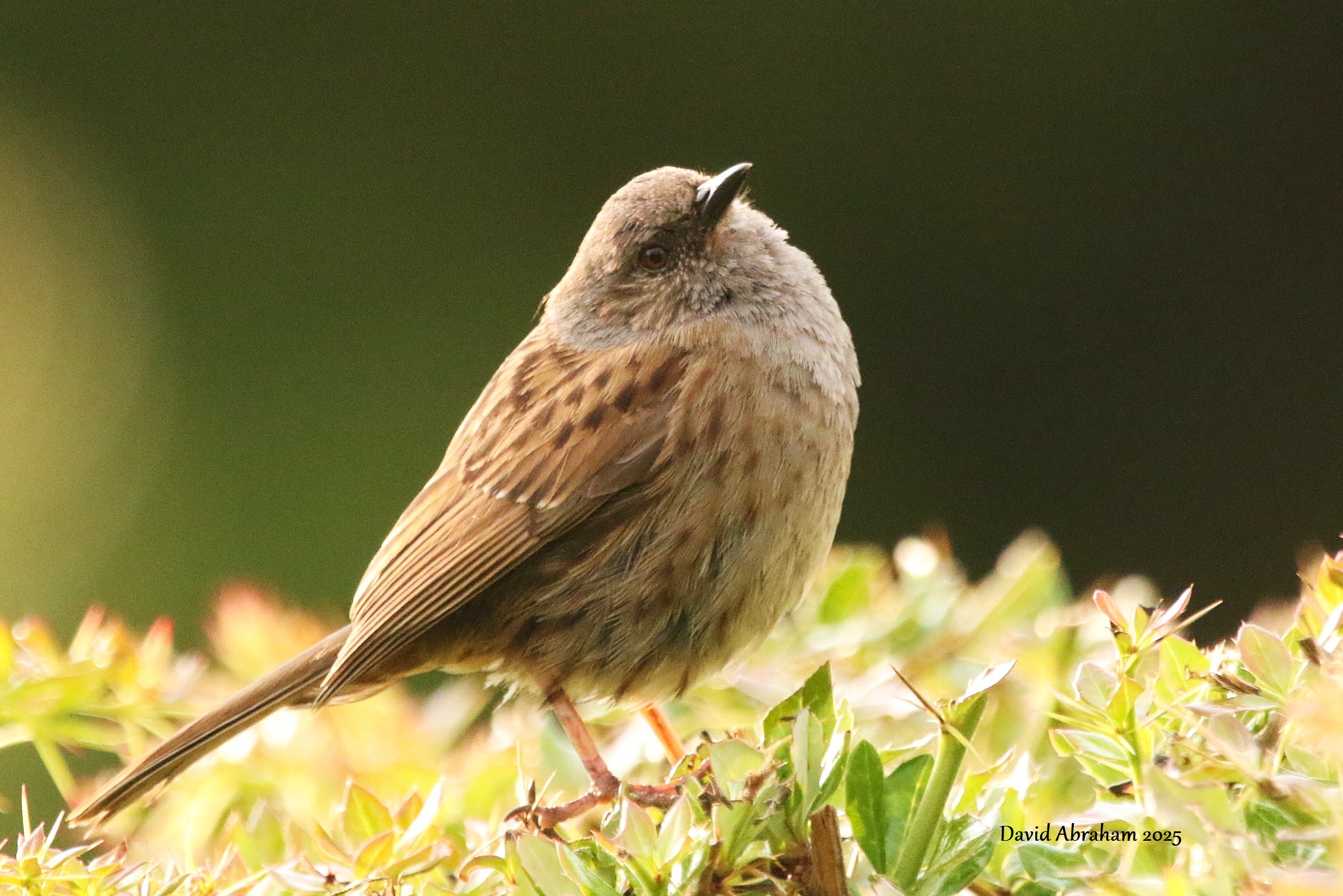 Dunnock 
