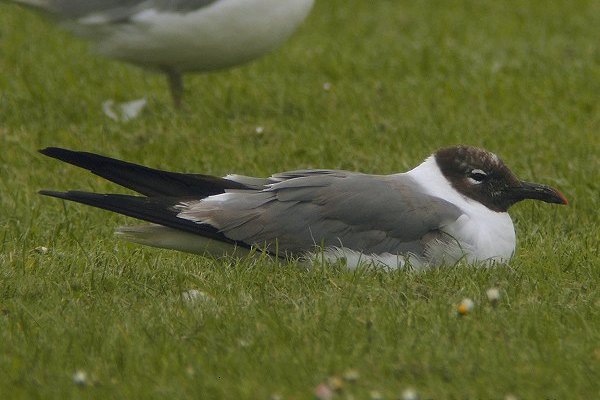 Laughing Gull
