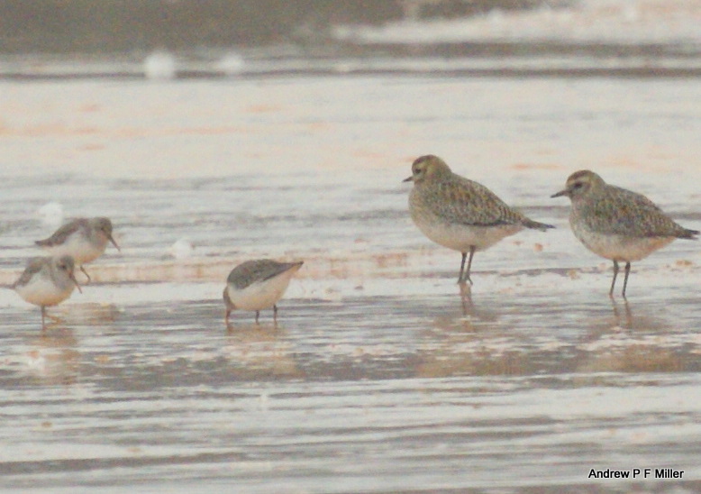 Dunlin
