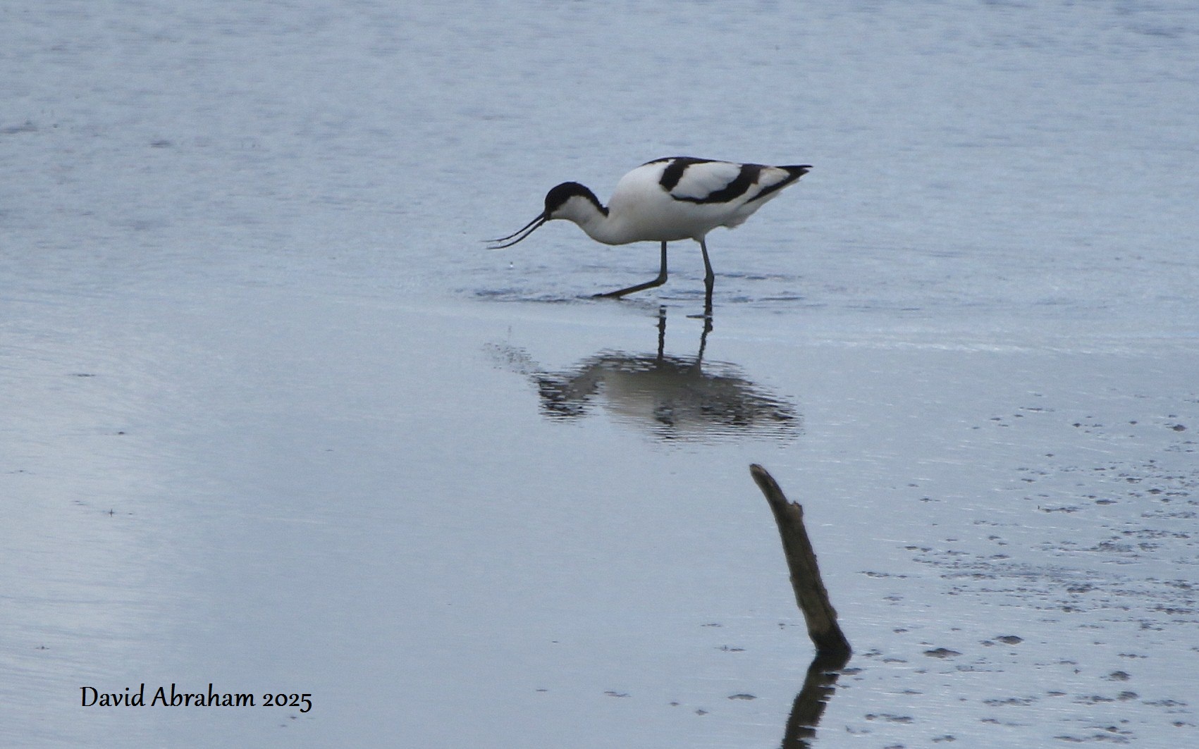 Avocet 