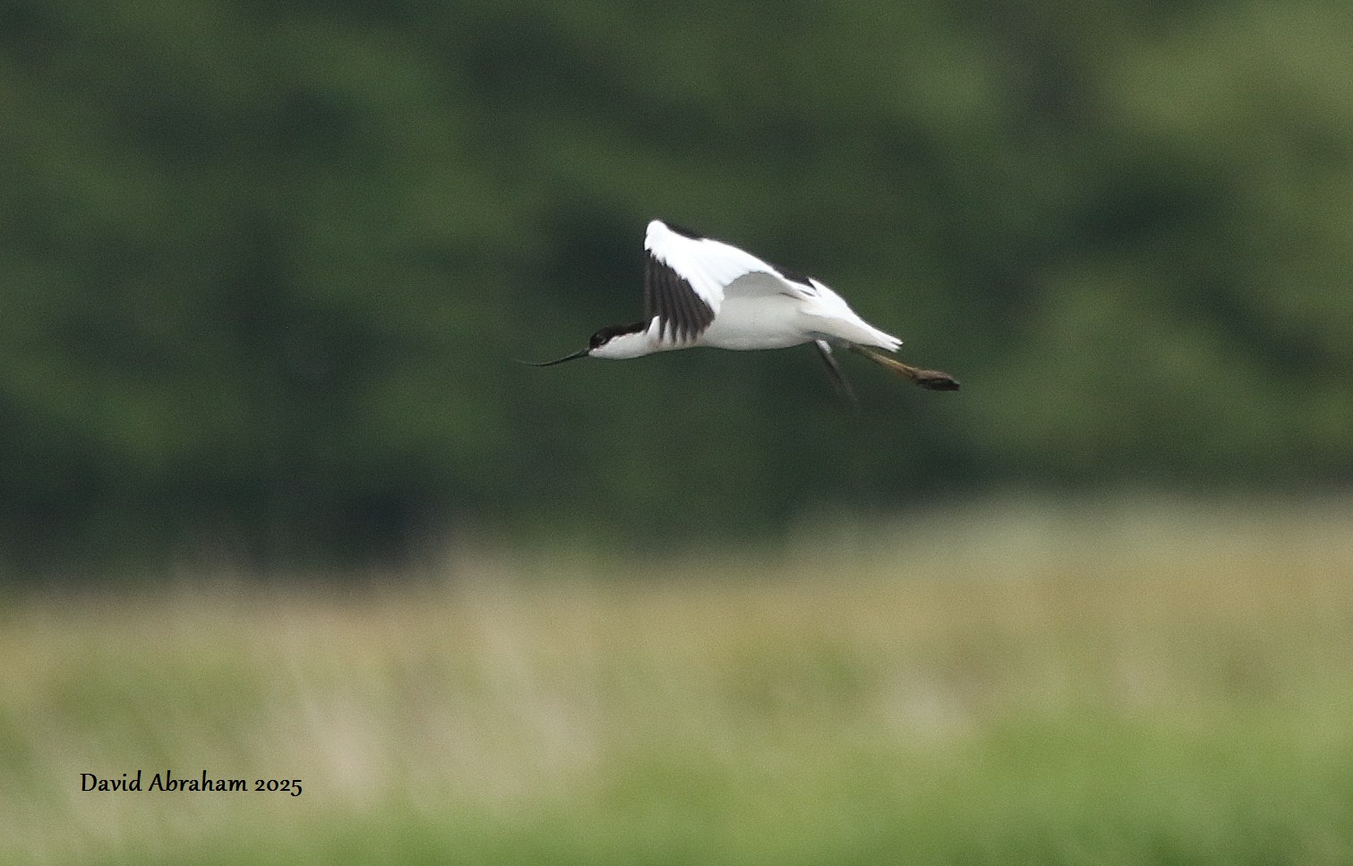 Avocet 