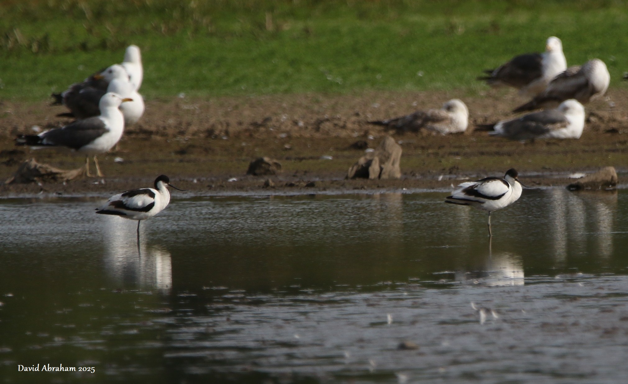 Avocet 