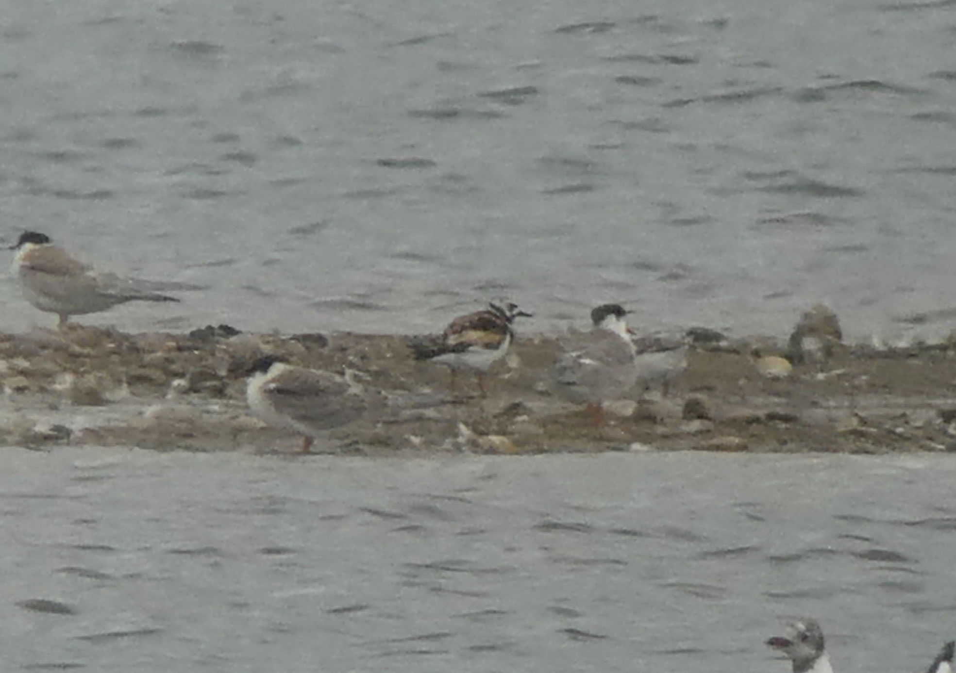 Turnstone