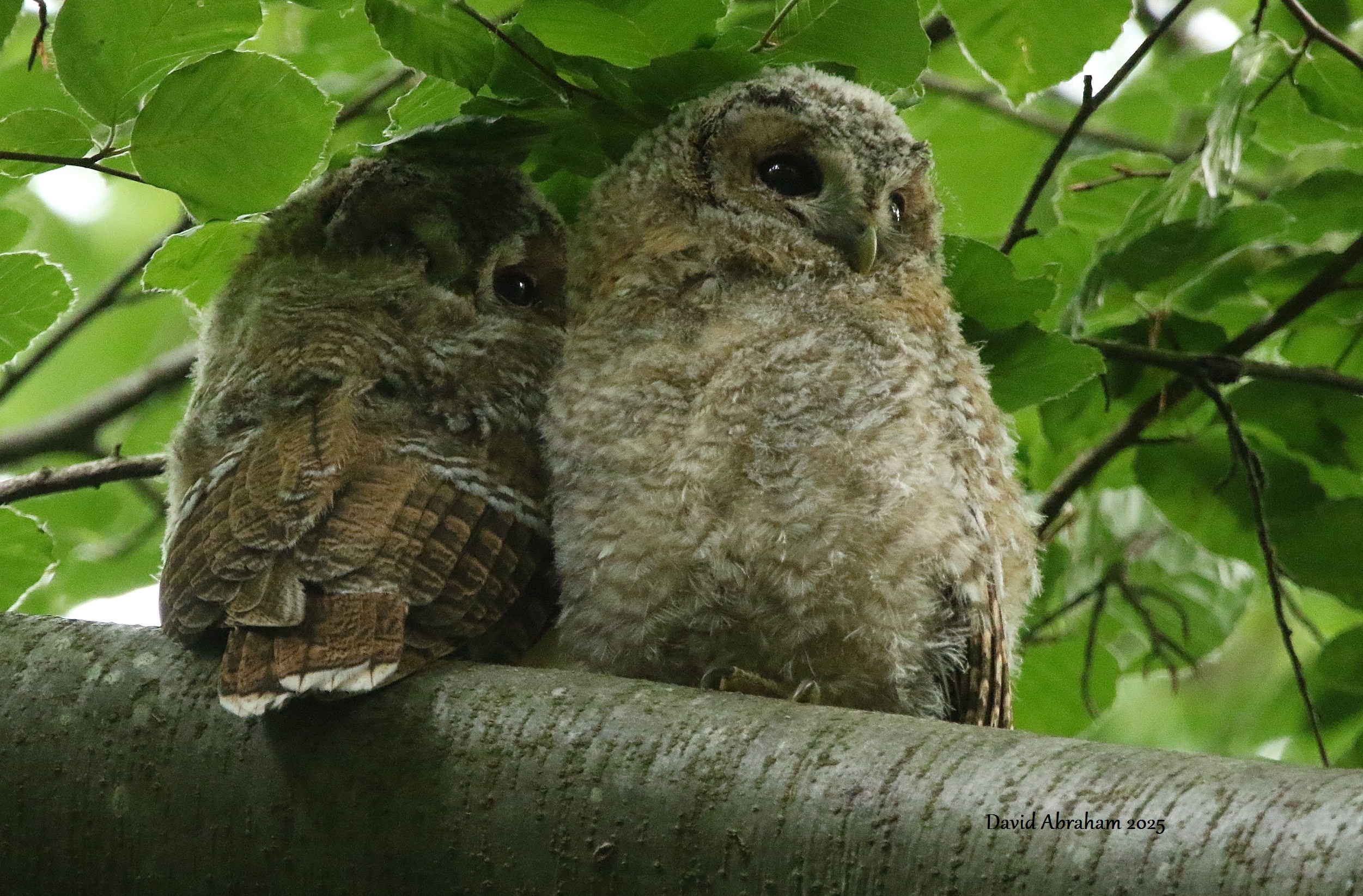 Tawny Owl 