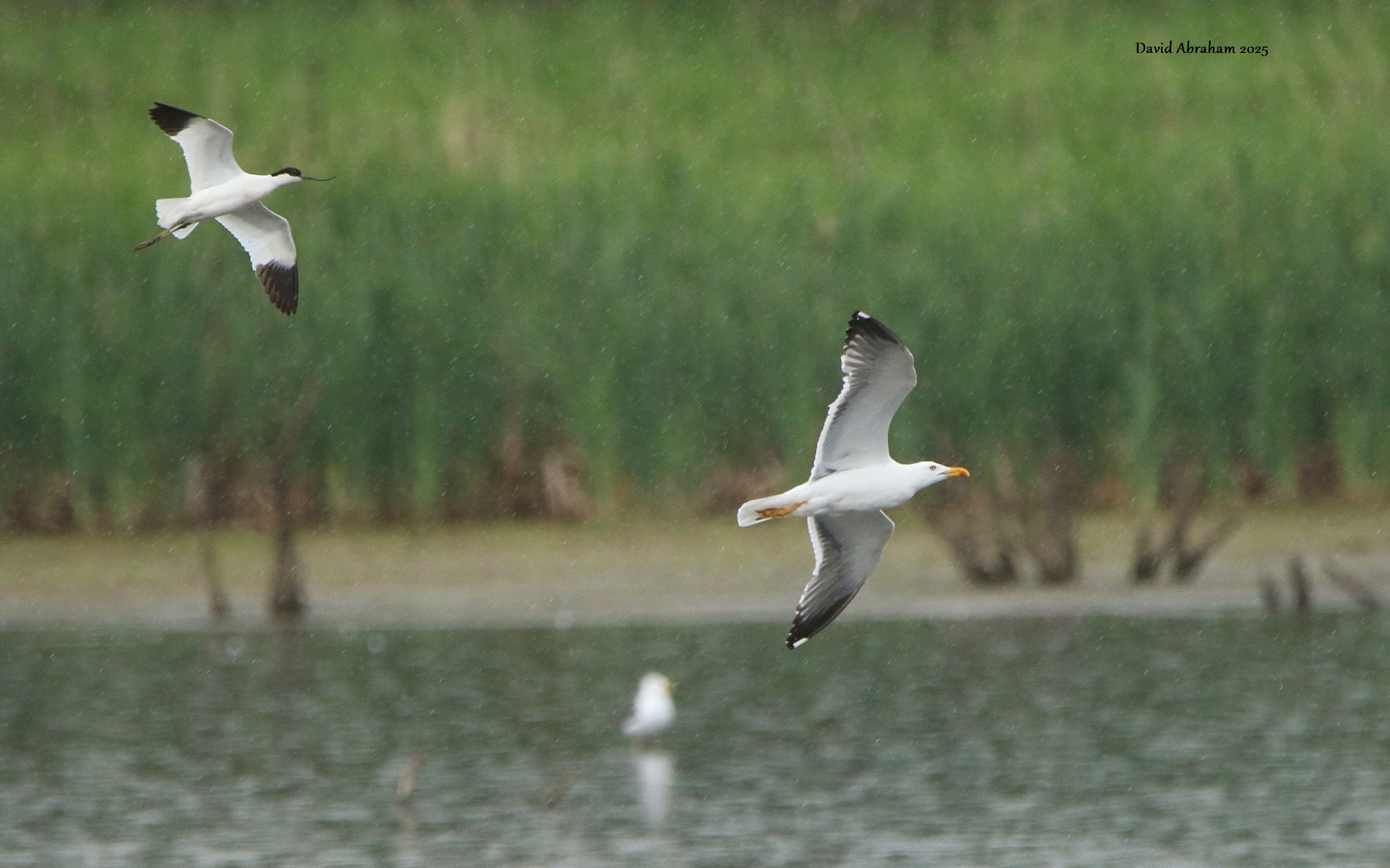 Avocet 