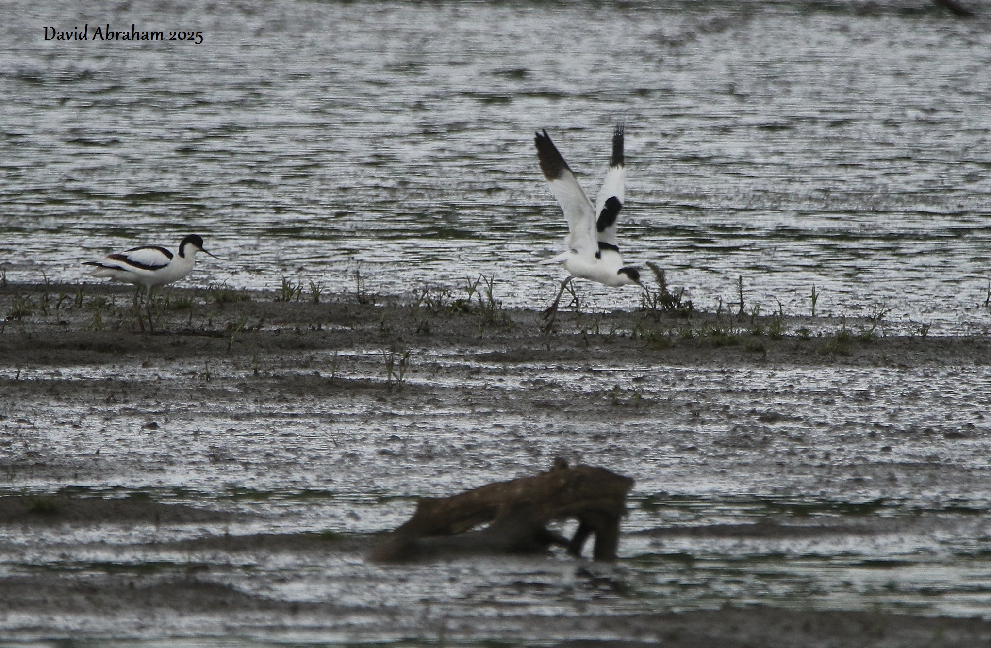Avocet