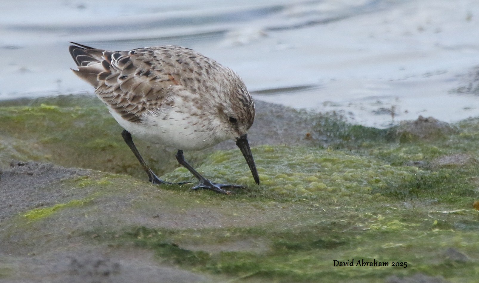 Western Sandpiper 