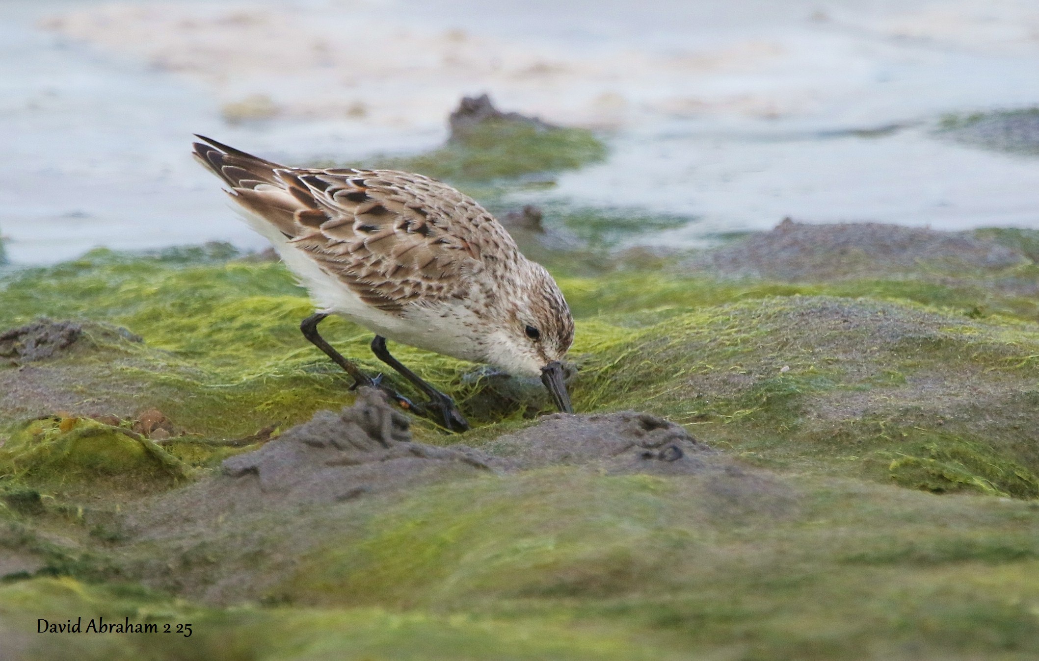 Western Sandpiper 