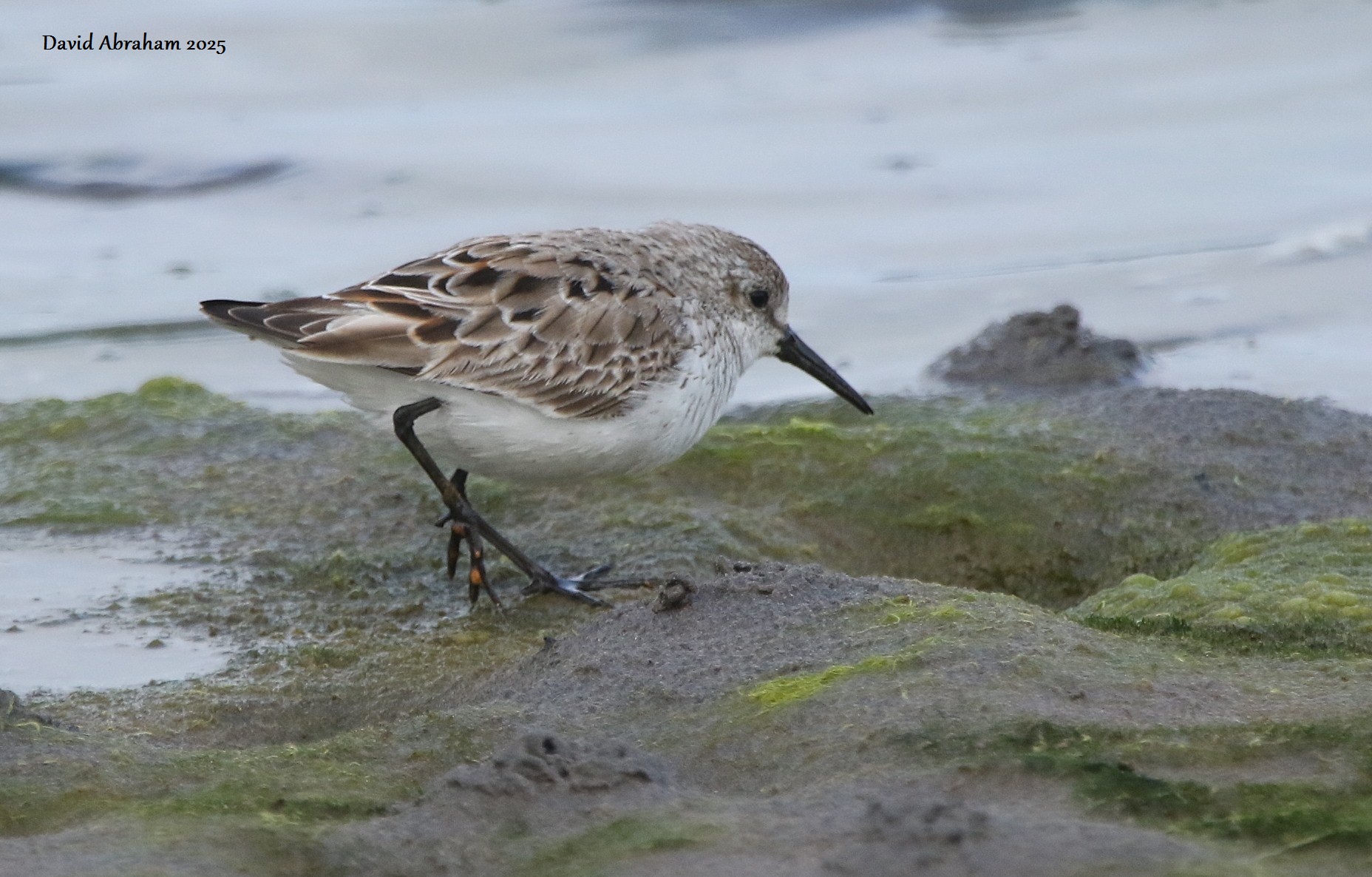 Western Sandpiper 