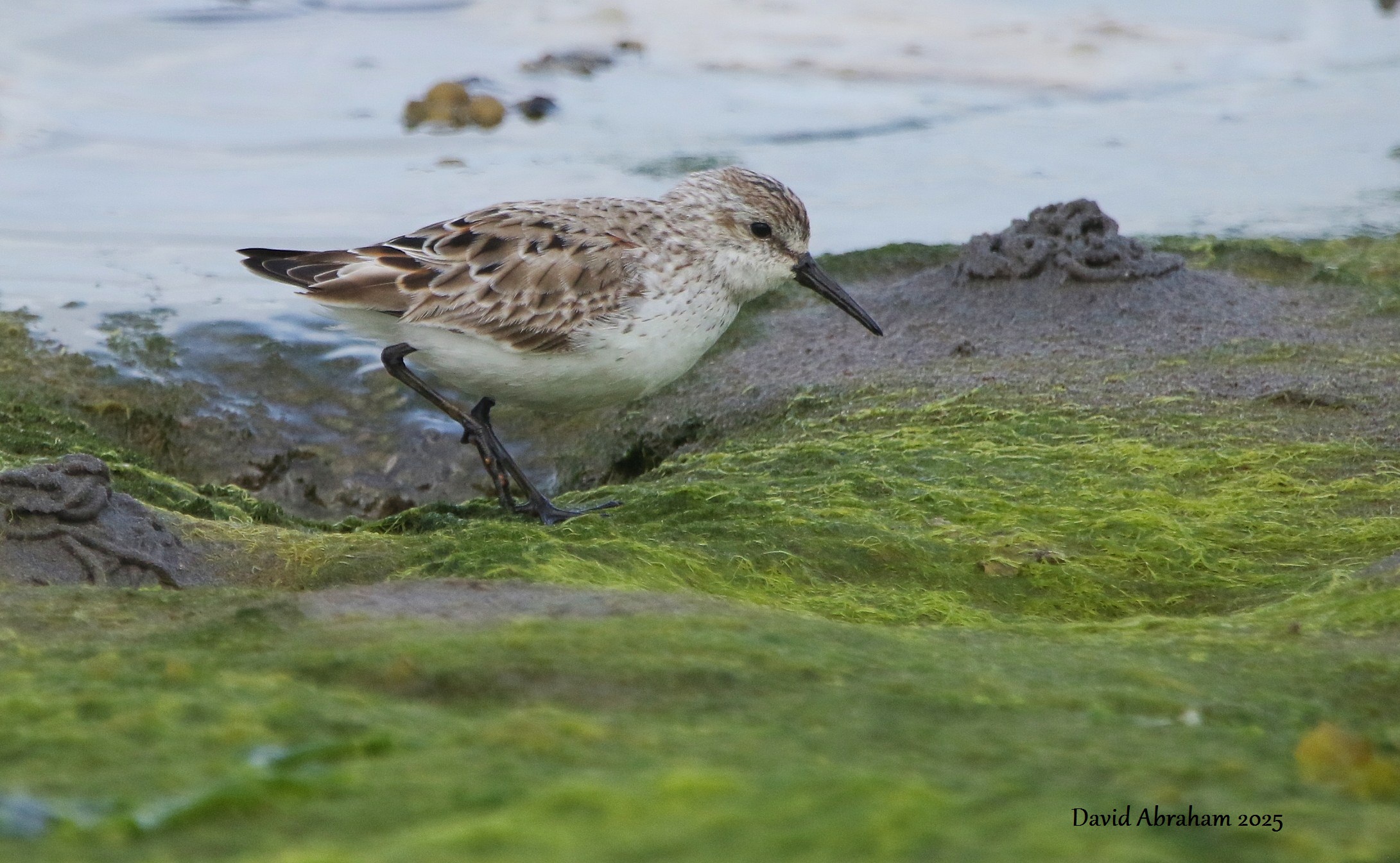 Western Sandpiper 