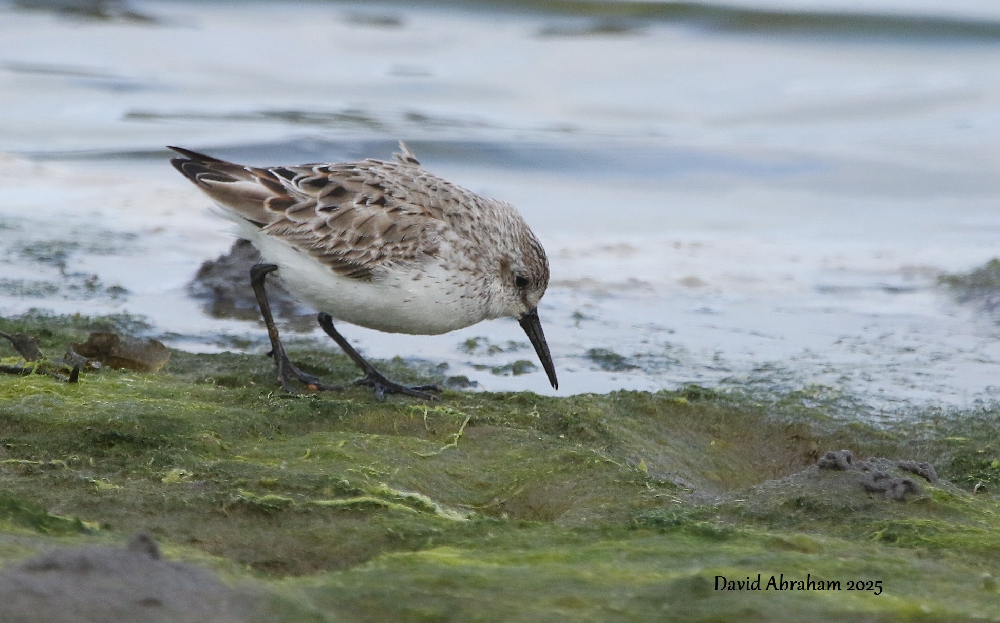 Western Sandpiper 
