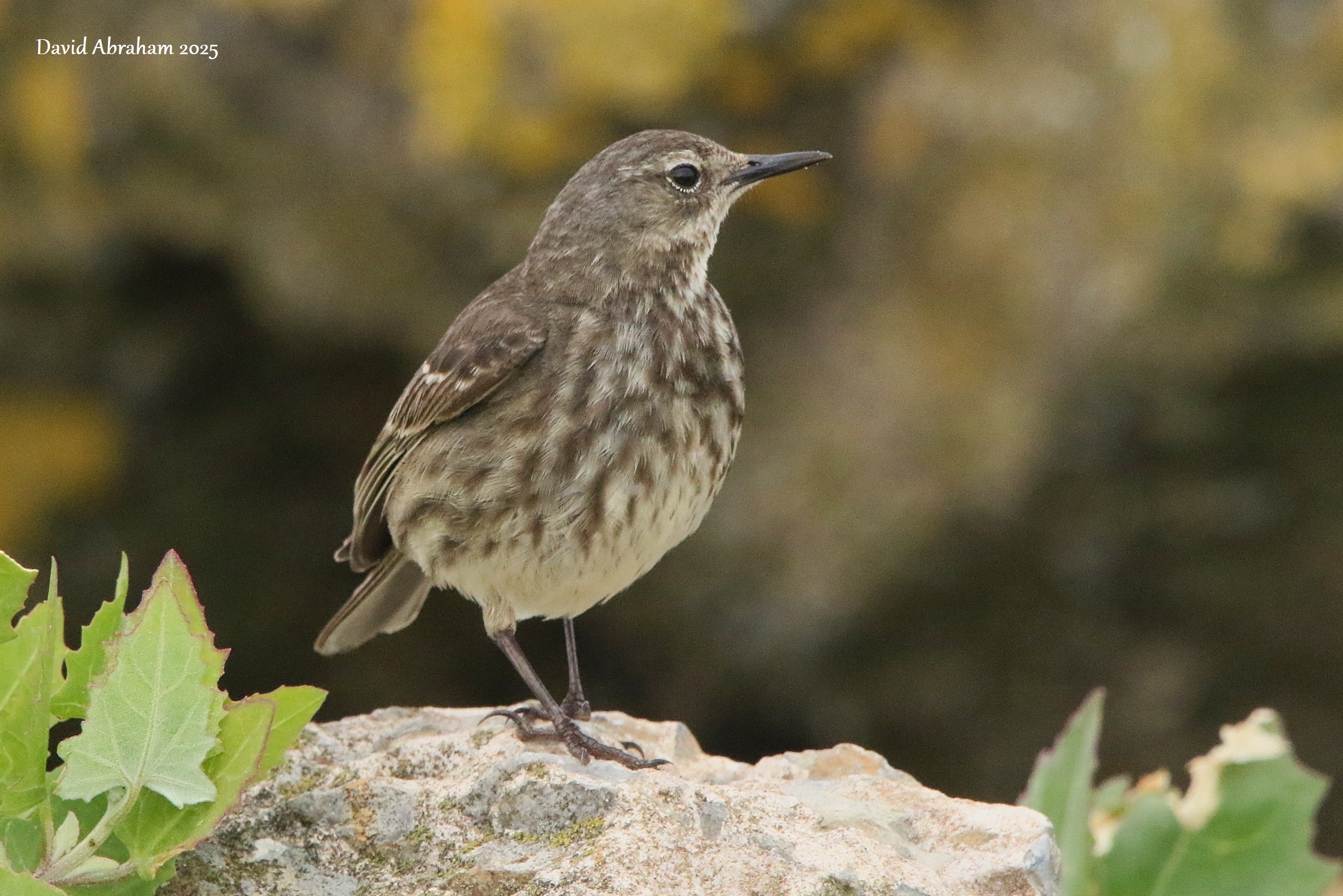 Rock Pipit