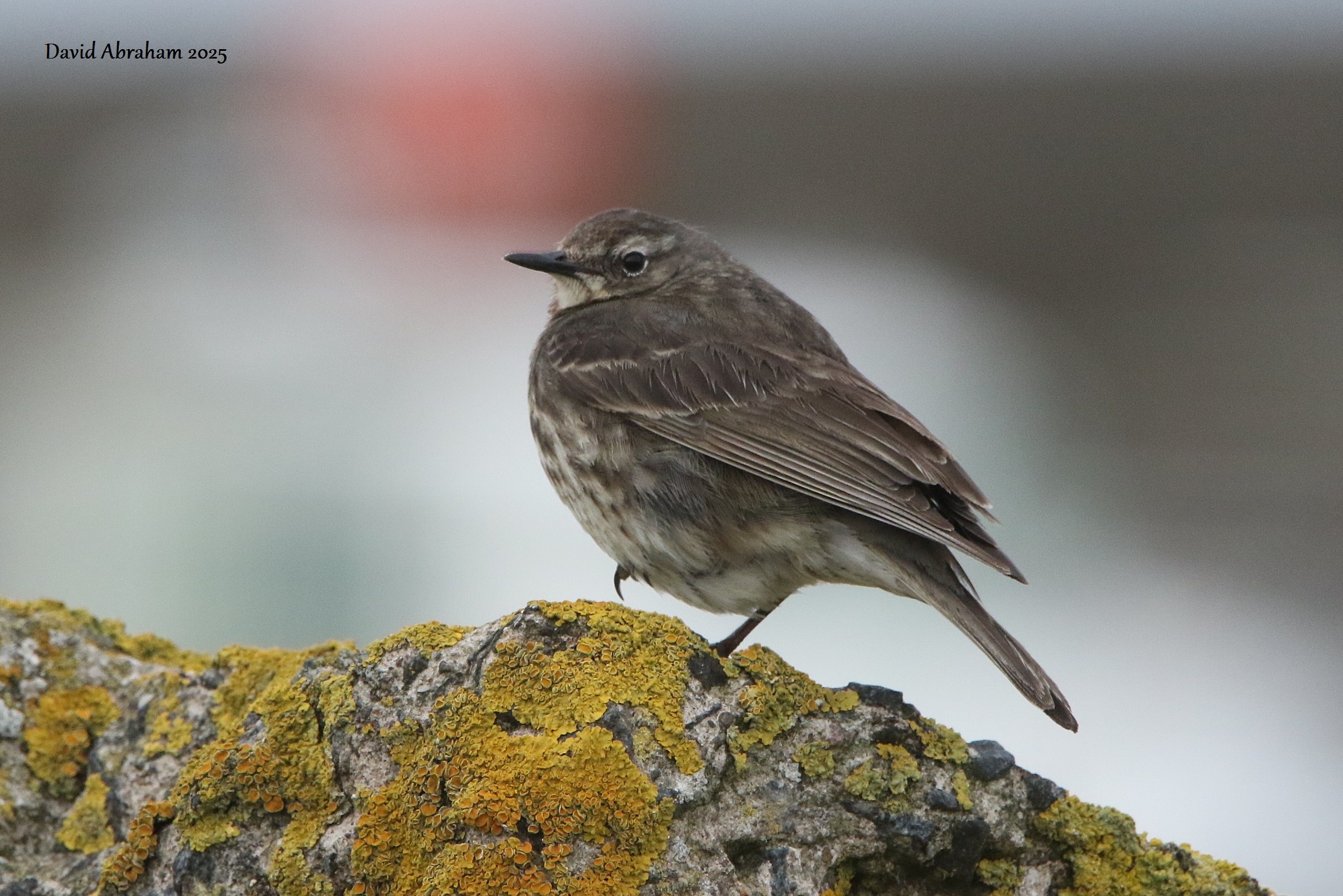 Rock Pipit 