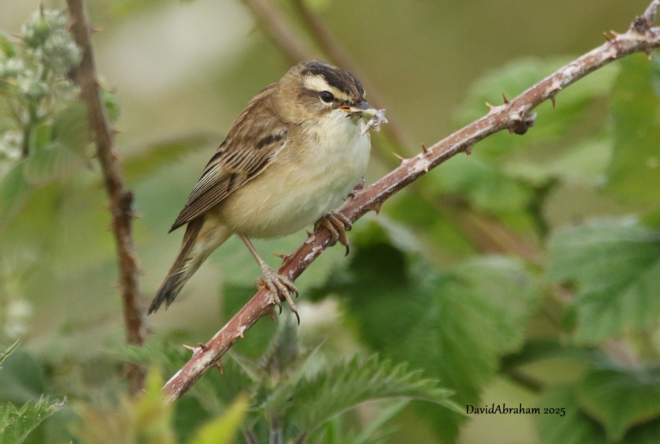 Sedge Warbler