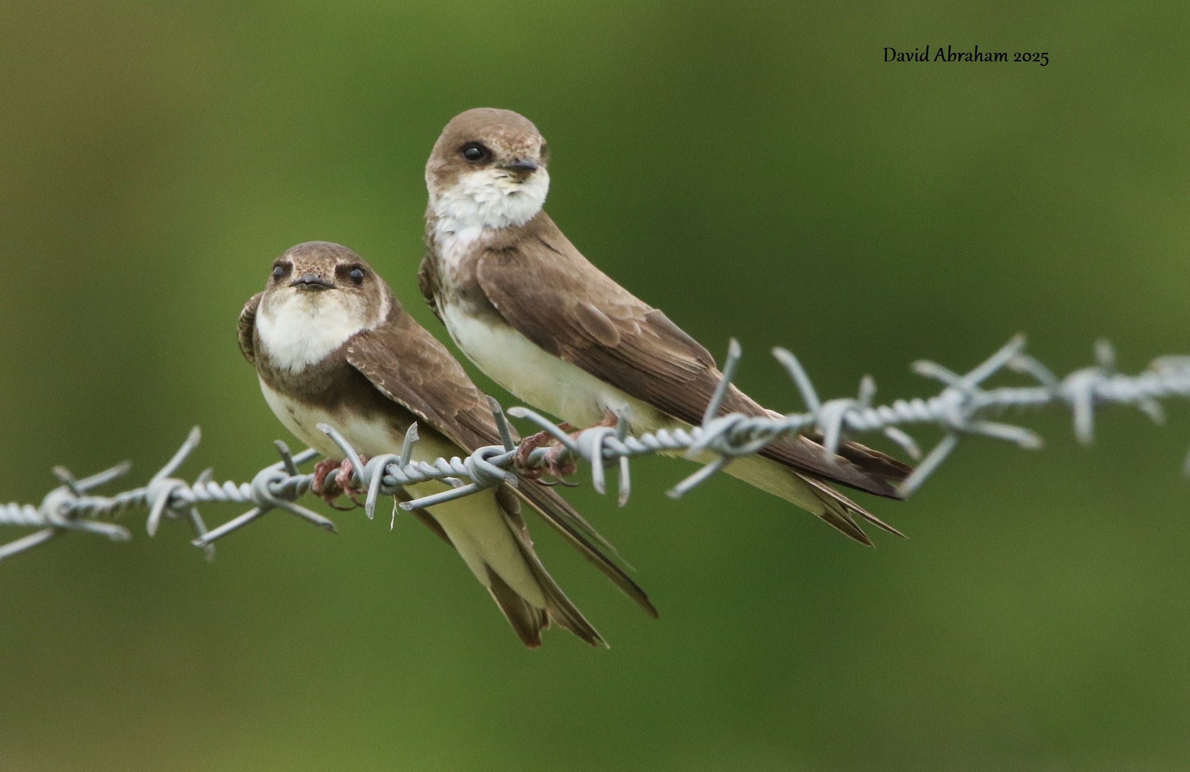 Sand Martin 