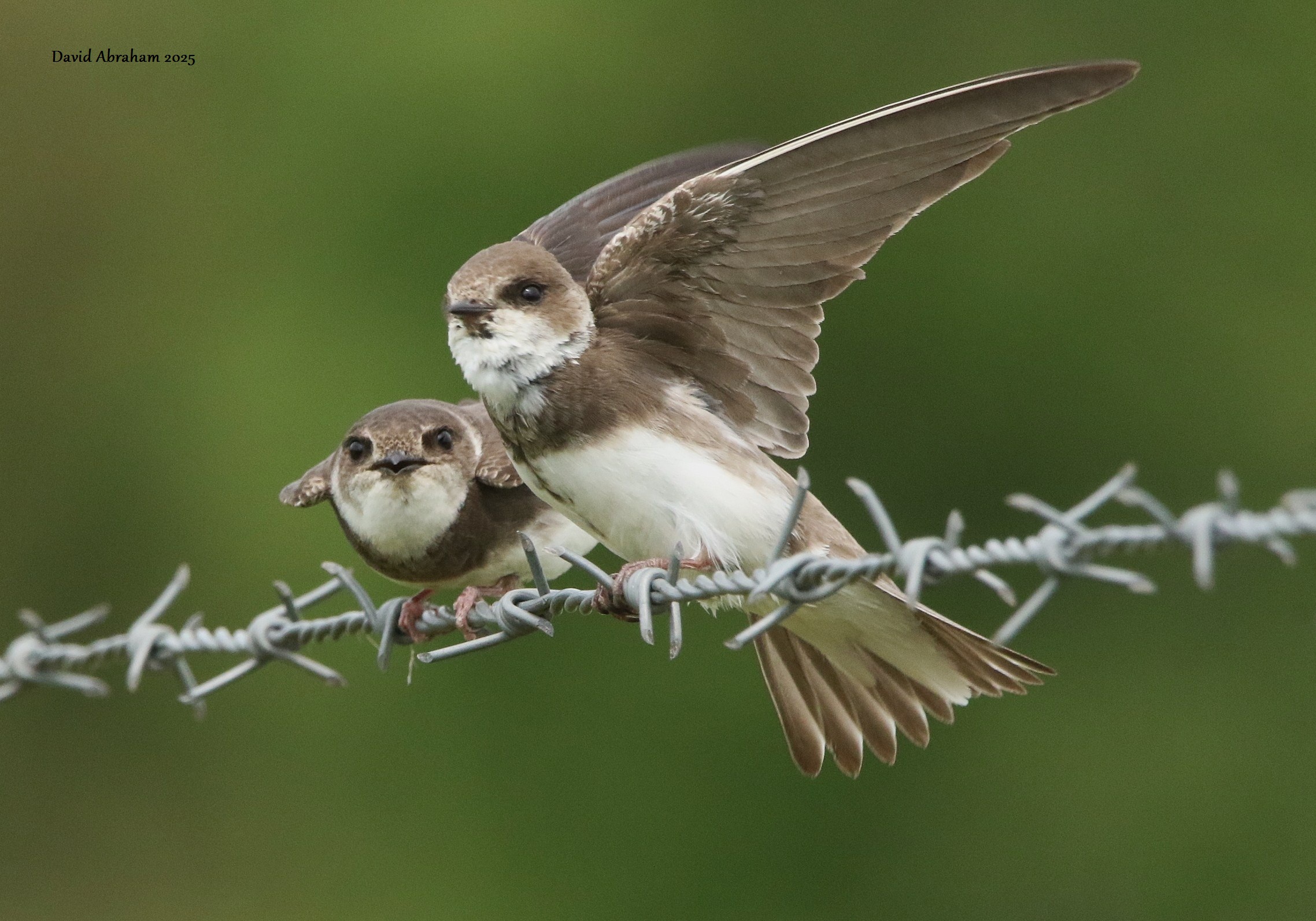 Sand Martin 