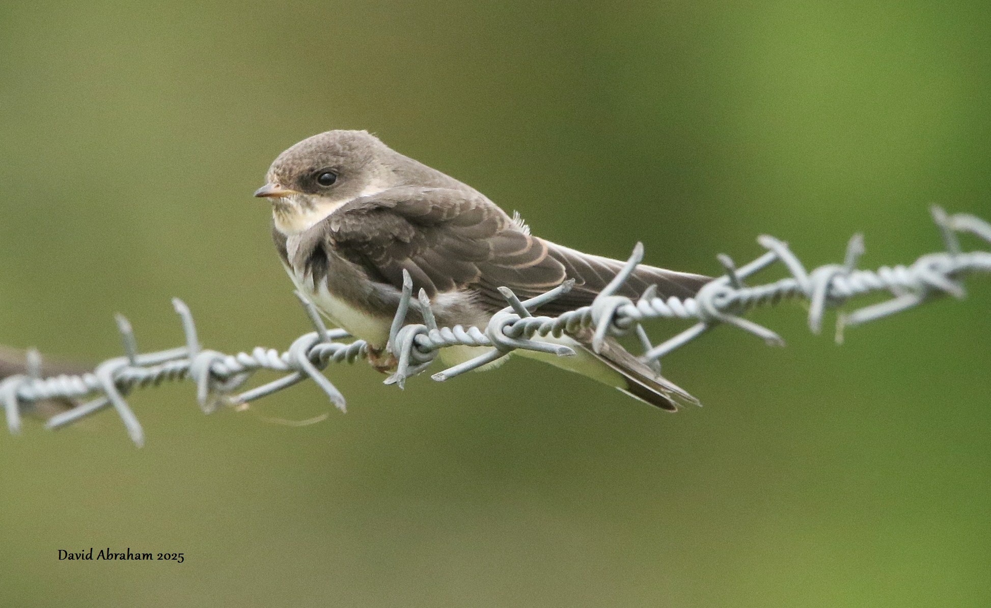 Sand Martin 