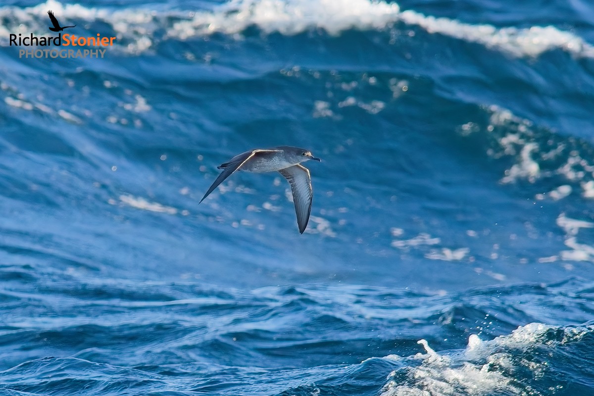 Balearic Shearwater