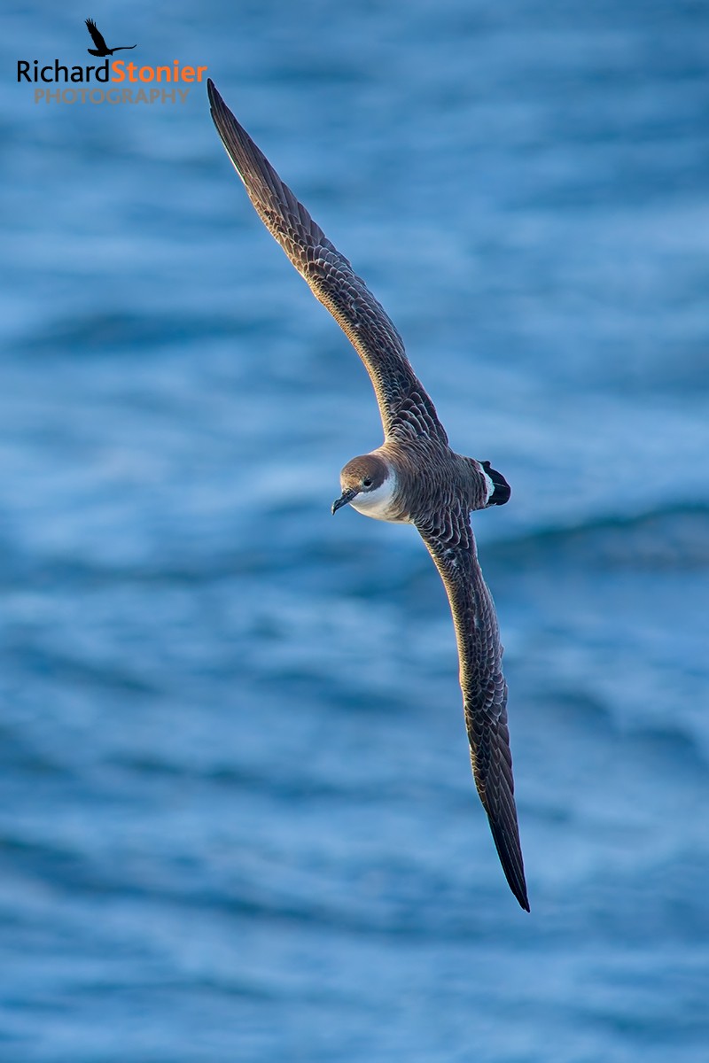 Great Shearwater