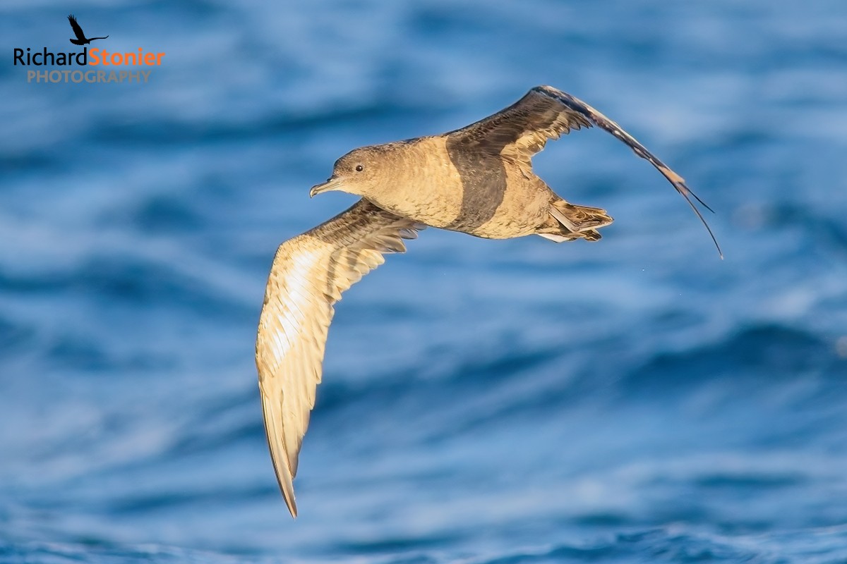 Sooty Shearwater