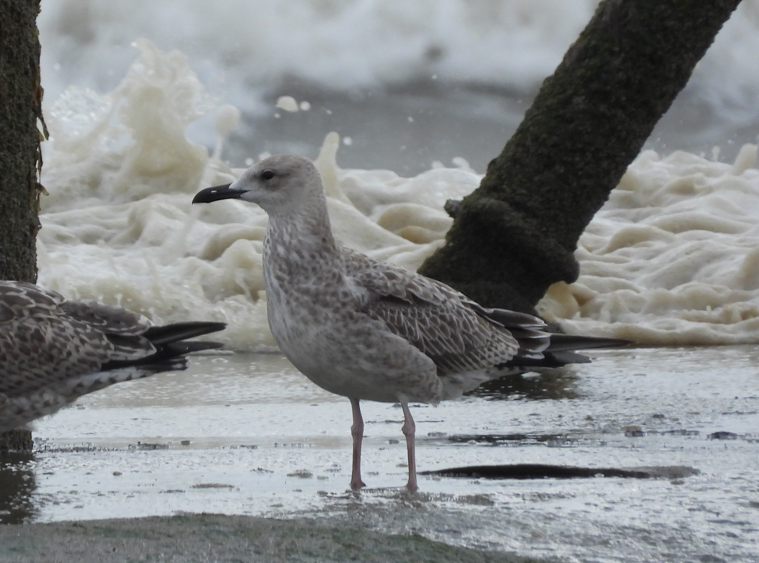 Caspian Gull