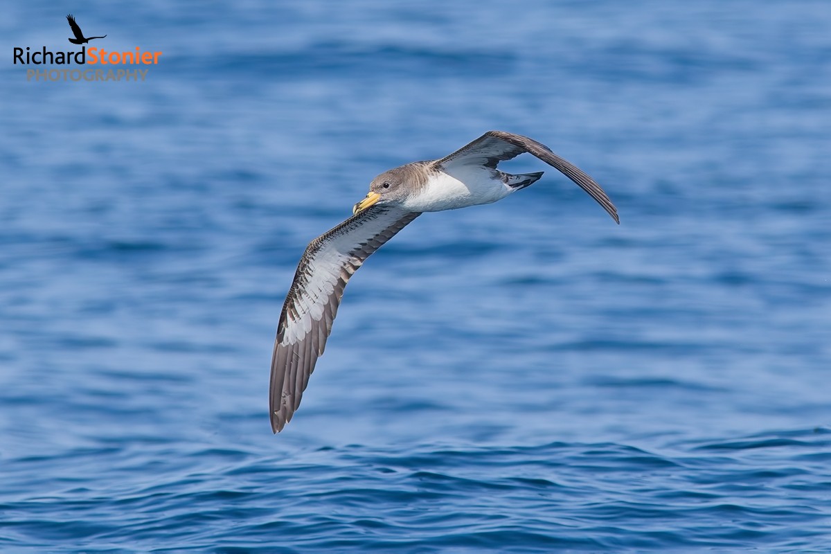 Cory's Shearwater