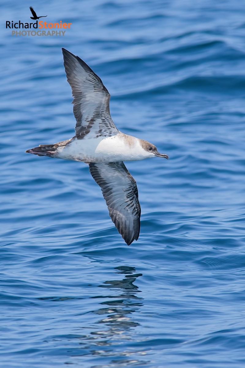 Great Shearwater