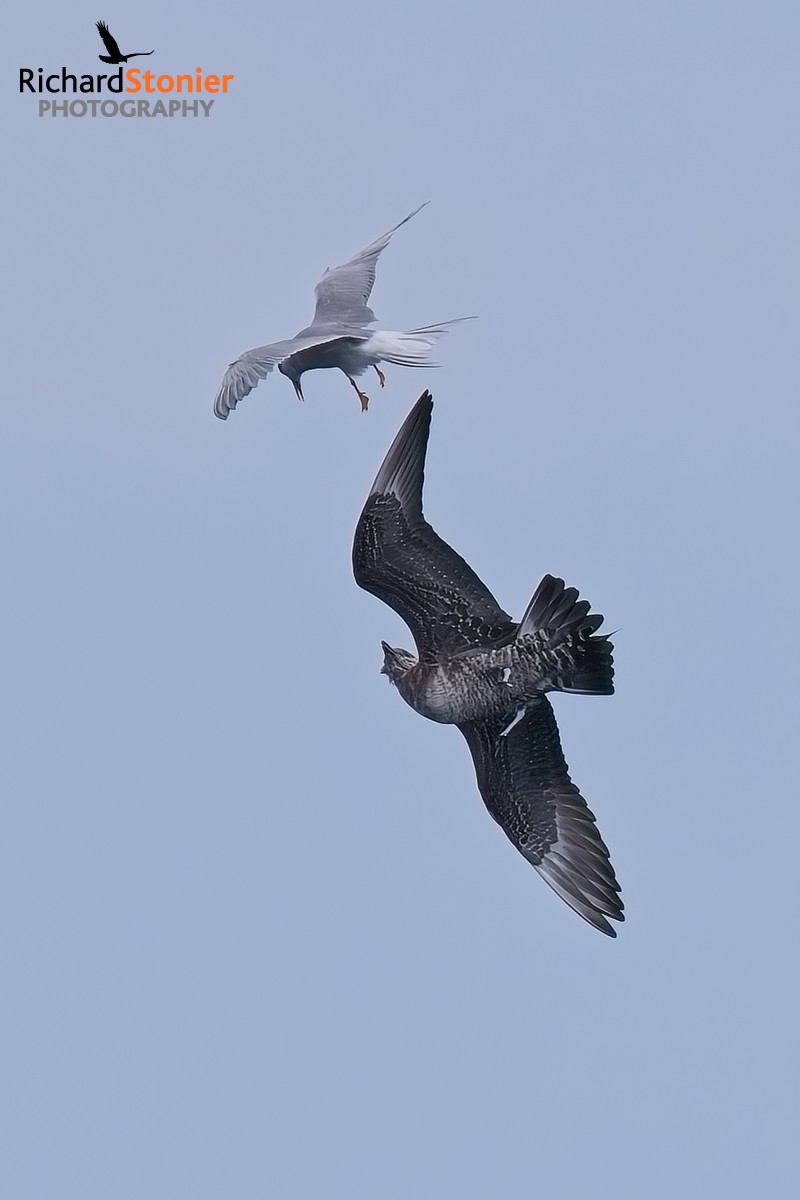 Long-tailed Skua