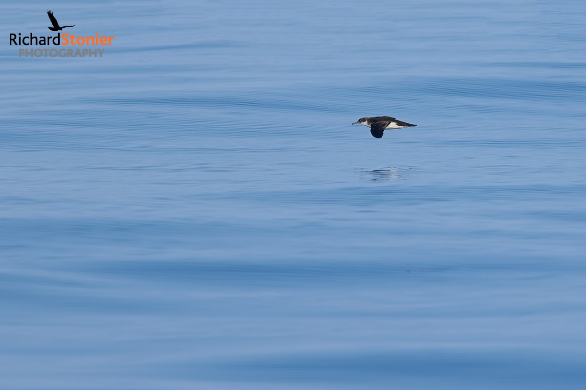Manx Shearwater
