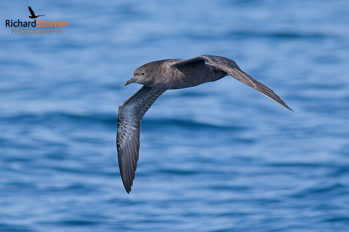Sooty Shearwater