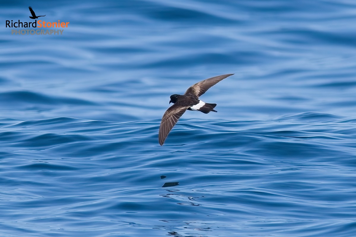 Wilson's Petrel