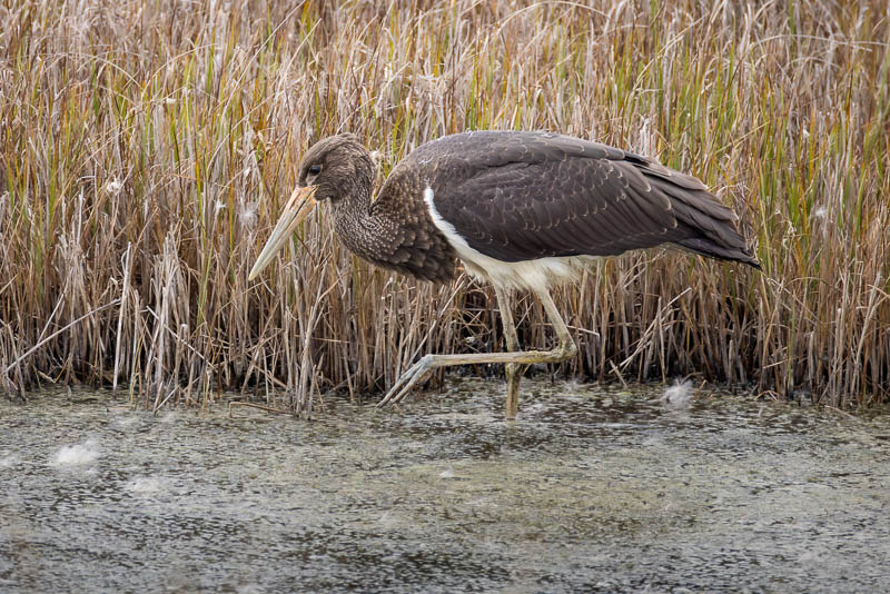 Black Stork