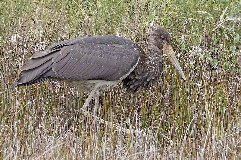 Black Stork